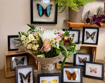Framed Butterflies! Spread Specimens in Riker Mount Frames Butterfly Wedding Favors