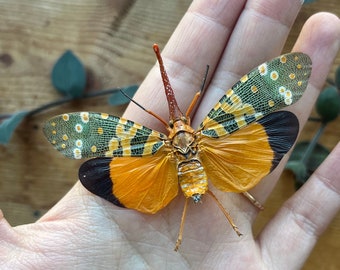 REAL Orange Winged Lanternfly Pyrops candelaria CRAZY WEIRD Bug, Dead, dried, preserved insect specimen, wings open or closed