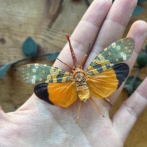 May include: A colorful insect with orange, green, and black wings. The insect has a long, thin body and is perched on a hand.