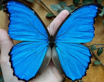 Morpho Cypris Peru (PE) - BIG Unmounted Tropical Specimen