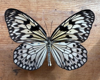 Giant Wood Nymph butterfly 'Idea leuconoe'