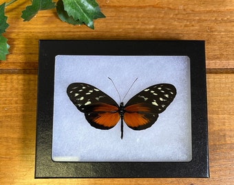 Tiger Longwing Butterfly ‘Heliconius hecale’ SPREAD and FRAMED