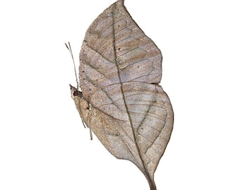 Kallima inachus, AMAZING Dead Leaf Butterfly REAL!