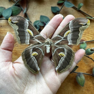May include: A large butterfly with brown and tan wings, accented with yellow and white markings, is displayed open in a hand. The butterfly's wings have a distinctive pattern, and the body is a creamy white color. The background is a wooden surface.