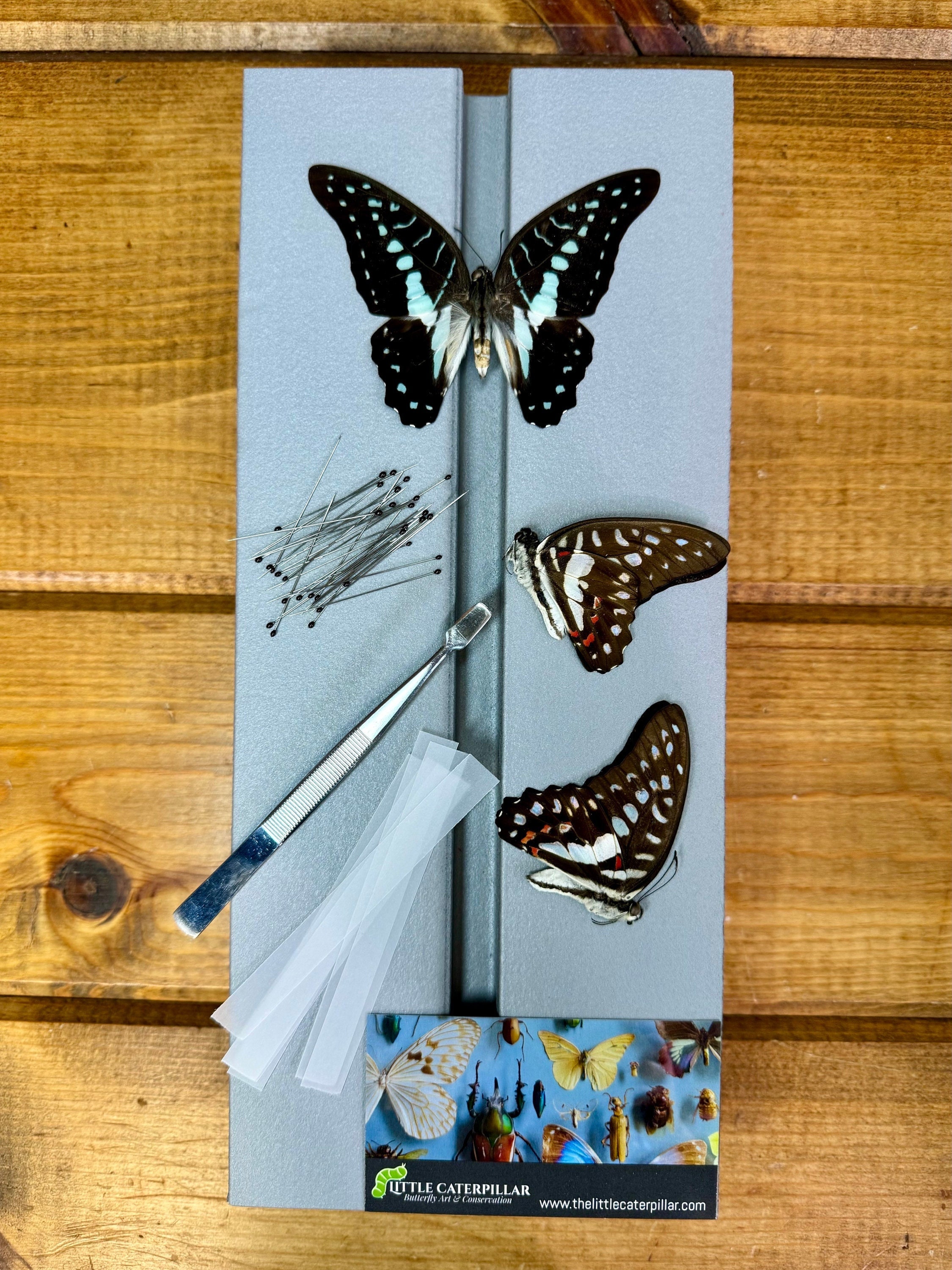 FRCOLOR Insect Pinning Board Eva Insect Specimen Plate Butterfly Mounting Spreading Board Insect Display Board For Science Education Project