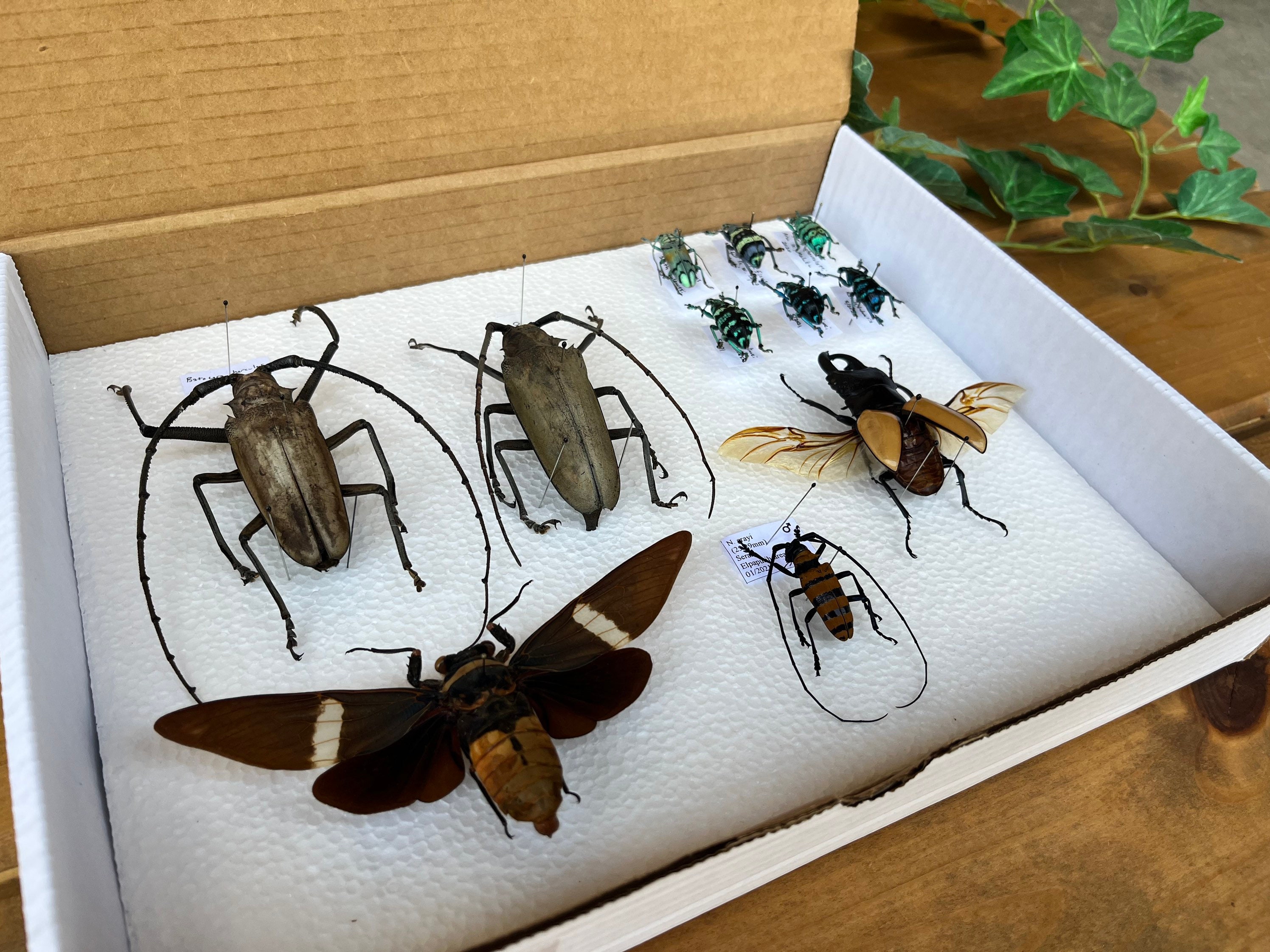 Insect Storage Box/container 8 1/2 X 11 Etsy