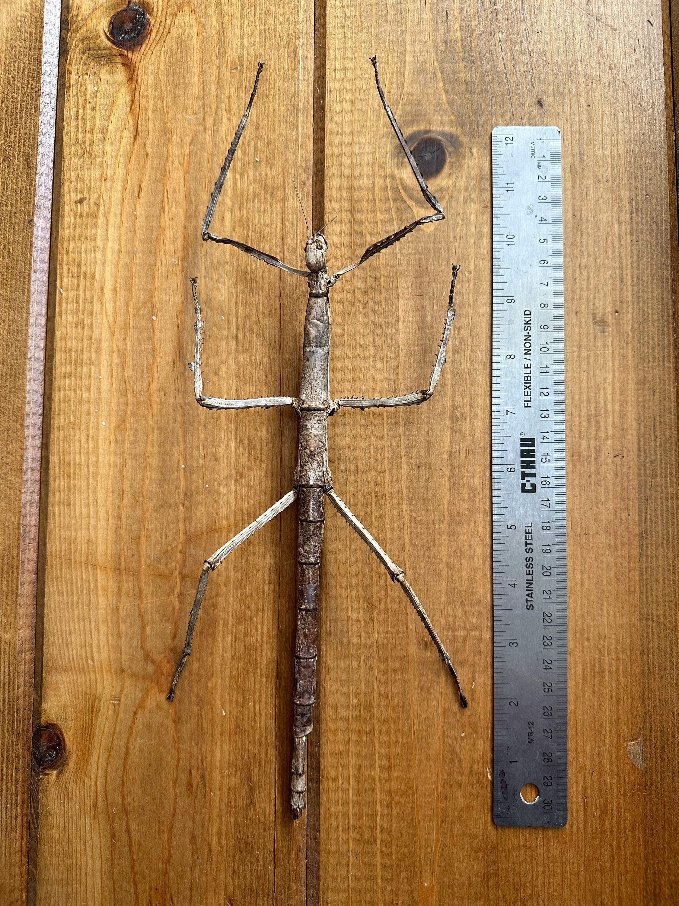 GIANT Stick Insect 'tirachoidea Westwoodi' UNSPREAD Etsy