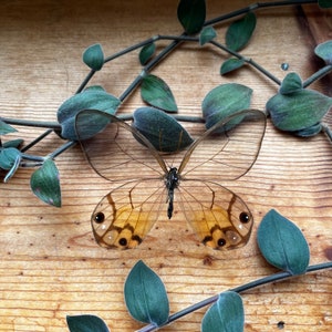 May include: A glasswing butterfly with transparent wings and brown markings, resting on a wooden surface. The butterfly's wings are delicate, showcasing intricate vein patterns. Green leaves and stems frame the butterfly, adding a natural element to the composition.