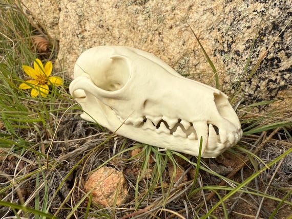 Fox Skull Exact Replica, Full Size, Canine Dog, Fossil Bones