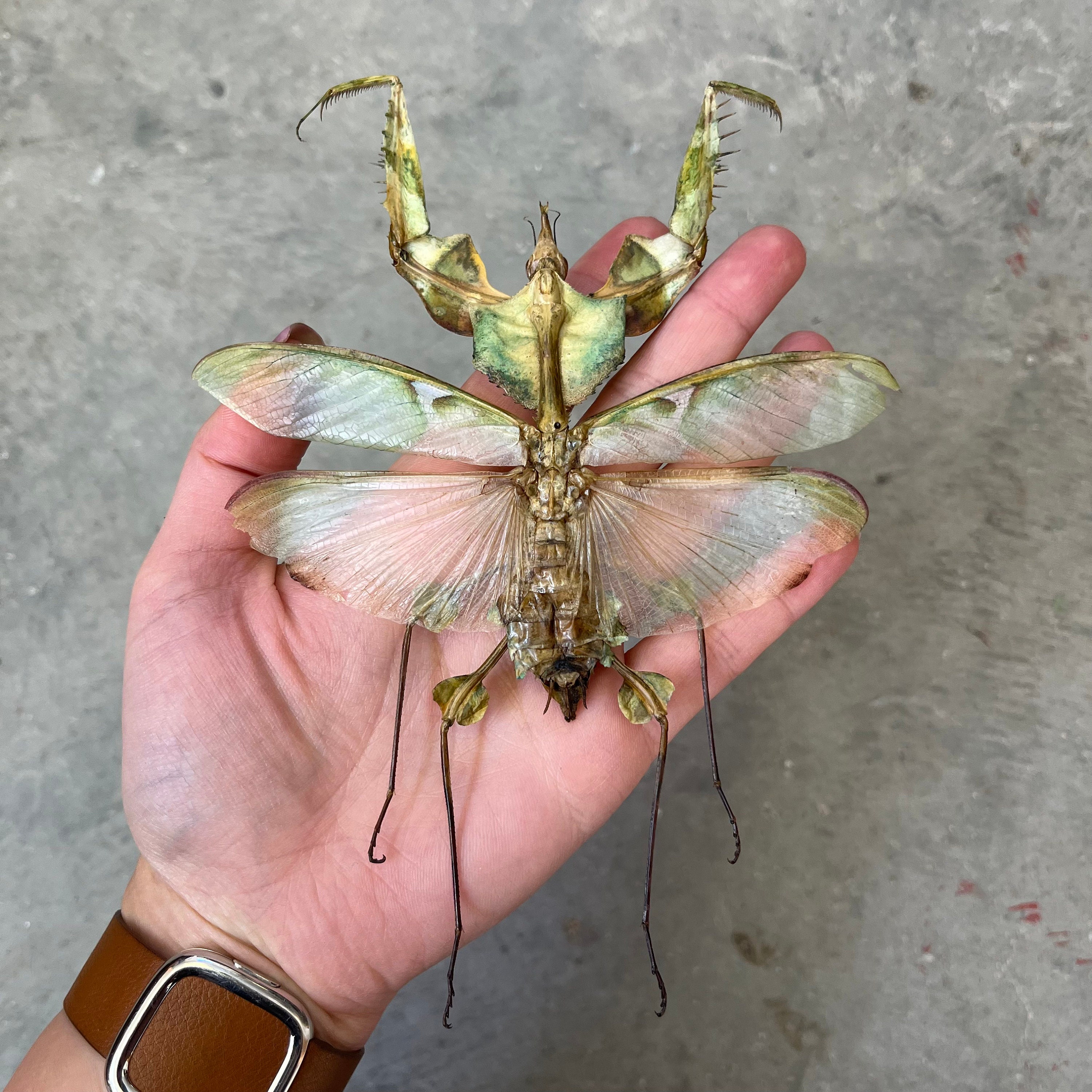 Real HUGE Devil's Flower Mantis Idolomantis Diabolica - Etsy