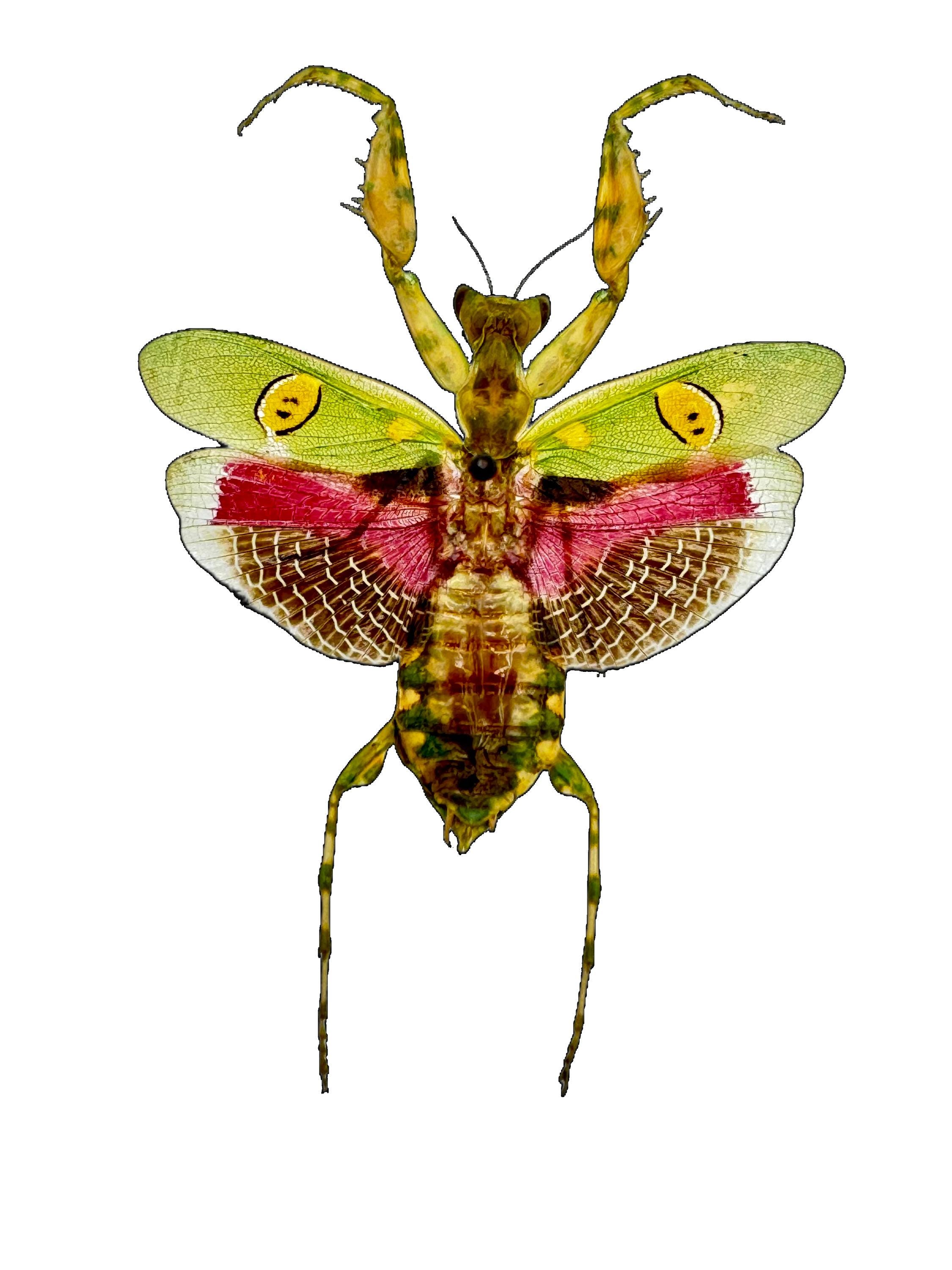 Jeweled Flower Mantis REAL Creobroter gemmatus Wings SPREAD, Dead