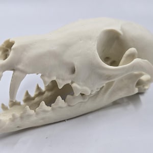 May include: A detailed, off-white animal skull with visible teeth and eye sockets. The skull is positioned at an angle, showcasing its intricate bone structure and open mouth. This item is ideal for educational or decorative purposes.