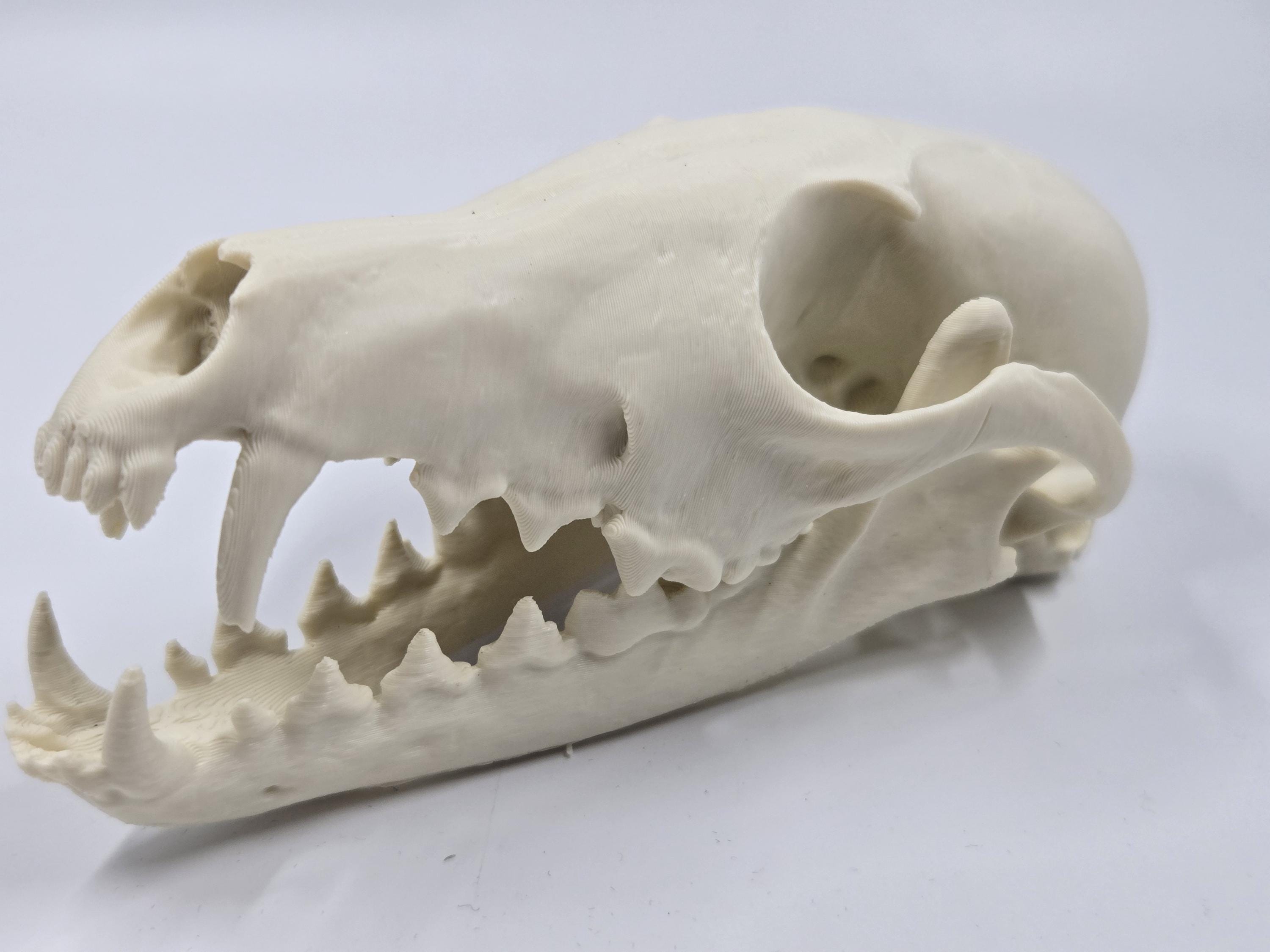 Fox Skull Exact Replica, Full Size, Canine Dog, Fossil Bones
