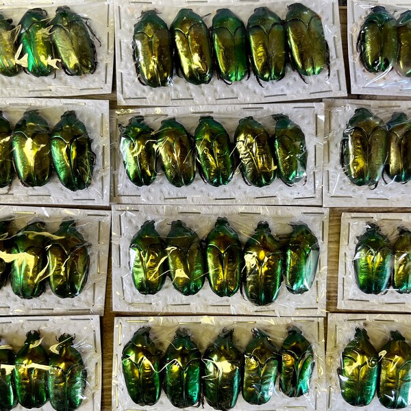 WHOLESALE! Bulk Real Metallic Green Scarab Beetles!