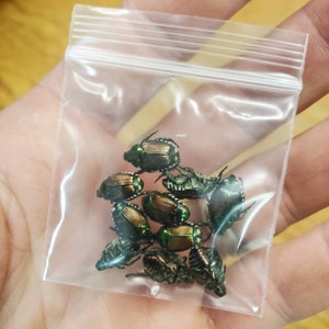 Real Green Japanese beetle Lot of 10 or 50 Wholesale PURCHASE SUPPORTS CONSERVATION! Bulk dried, dead, preserved insects for pinning framing