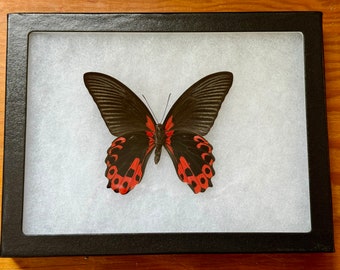 SPREAD and FRAMED Red Scarlet Butterfly 'Papilio rumanzovia'