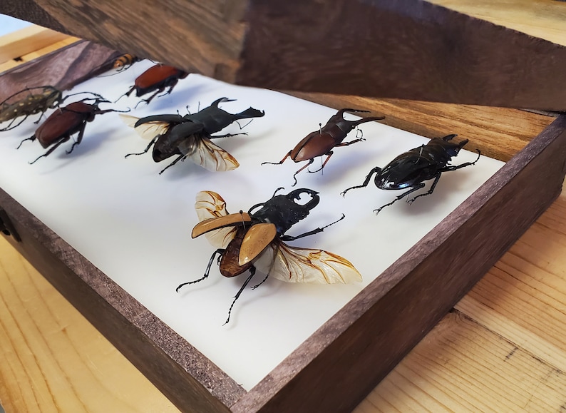 Insect Butterfly Wooden Display Case Cabinet CASE ONLY - Etsy