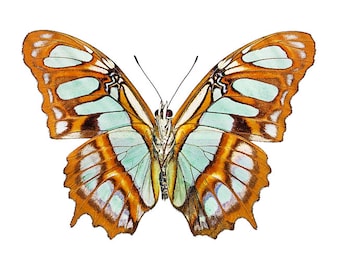 Siproeta stelenes, REAL Green Malachite Butterfly