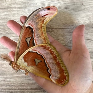 HUGE Atlas moth 'Attacus lorquini' image 2