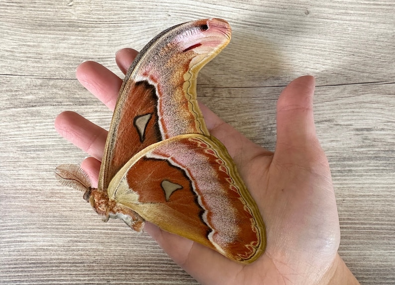 HUGE Atlas moth 'Attacus lorquini' image 2