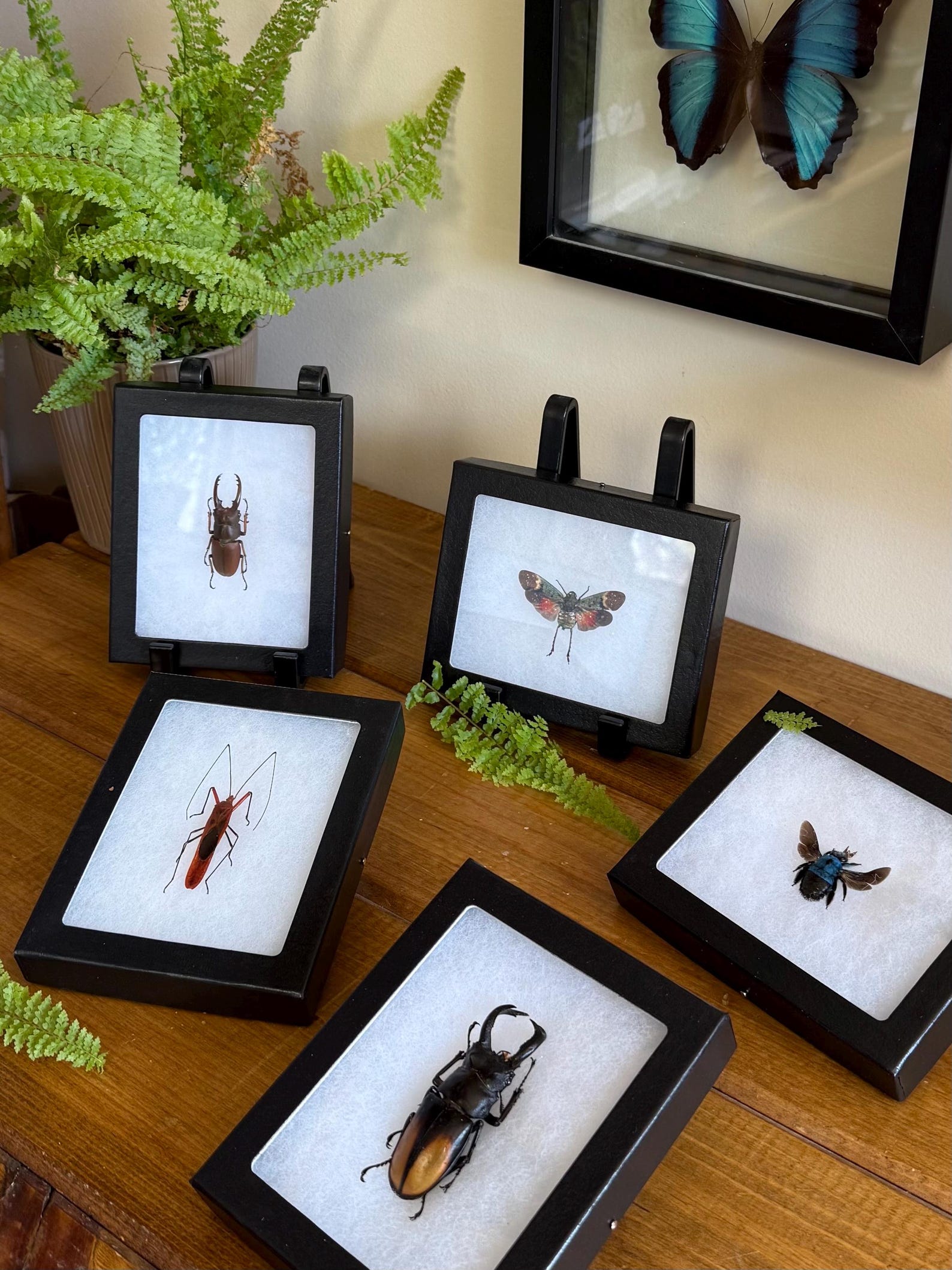 Bug Theme Frame Framed Bugs and Beetles! Spread Specimens in Riker Mount Frames Insect ...
