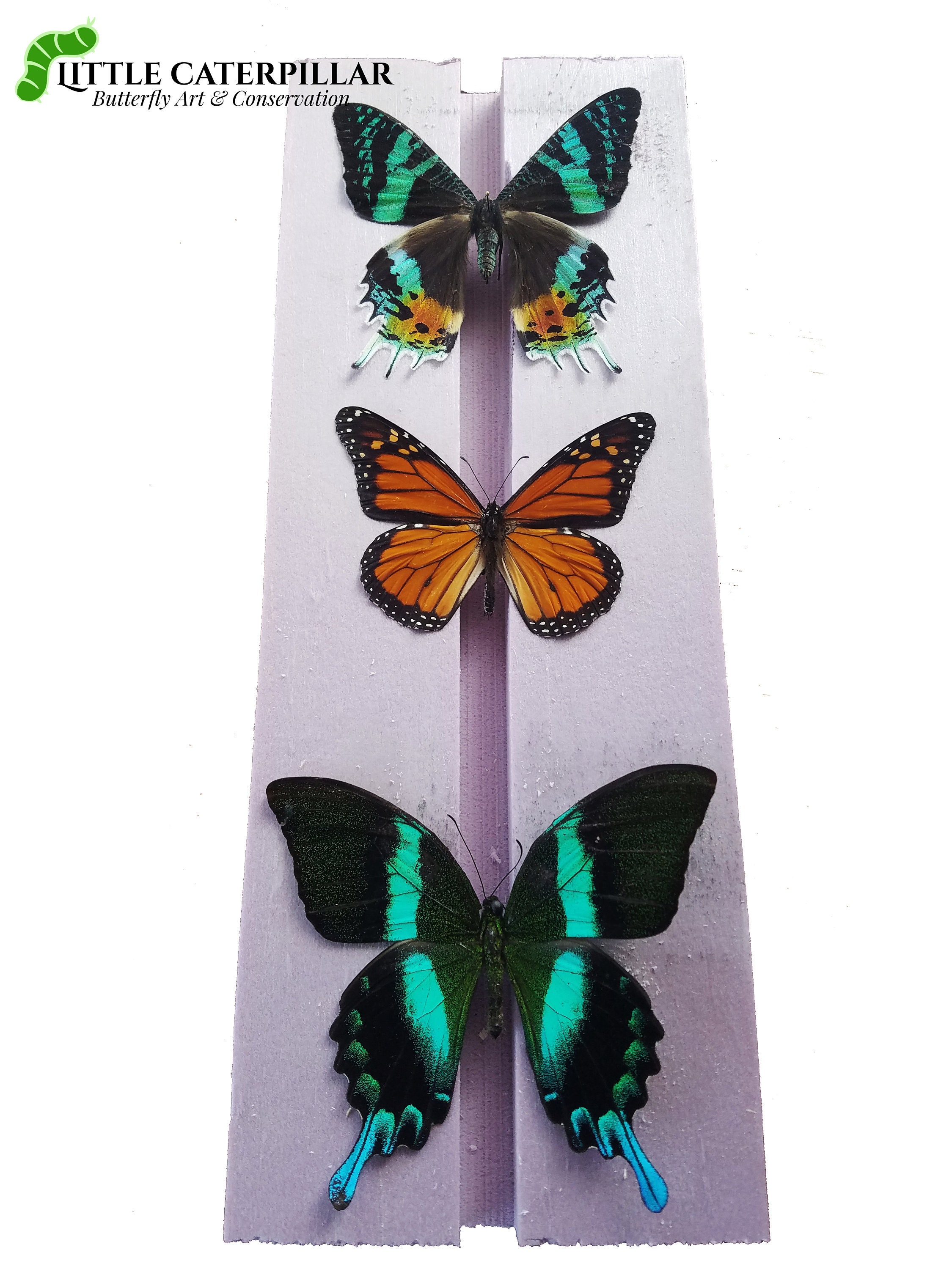 Complete Butterfly Mounting Kit Etsy