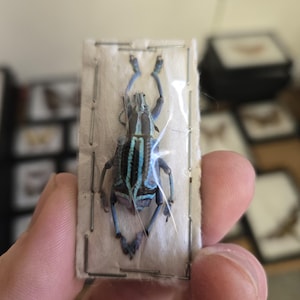 May include: A preserved beetle specimen with a dark body and vibrant light blue stripes, mounted on a rectangular white cotton pad and secured with metal staples under a clear plastic film, displaying its legs and antennae clearly.