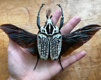 Goliathus orientalis GIANT African Flower Beetle UNSPREAD