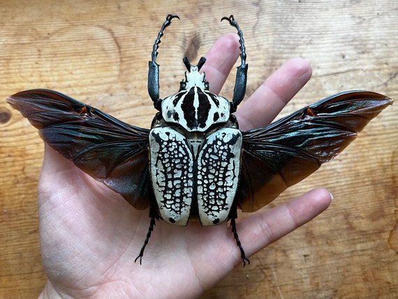 Goliathus Orientalis GIANT African Flower Beetle UNSPREAD - Etsy