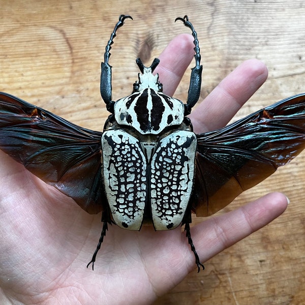 Goliathus orientalis GIANT African Flower Beetle UNSPREAD