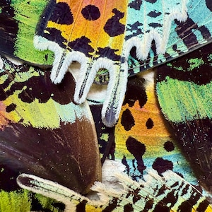 REAL Butterfly Wings for arts, crafts, jewelry Monarch, Urania leilus, Sunset Moth. Sold in pairs