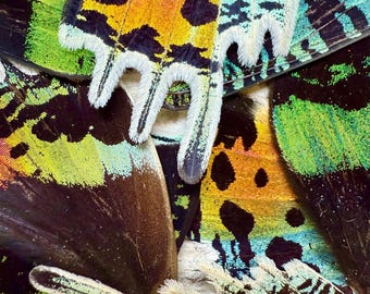 REAL Butterfly Wings for arts, crafts, jewelry Monarch, Urania leilus, Sunset Moth. Sold in pairs