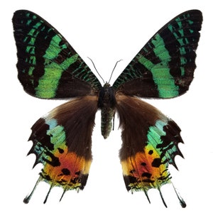 REAL Madagascar Sunset Moth, Urania ripheus UNSPREAD image 3