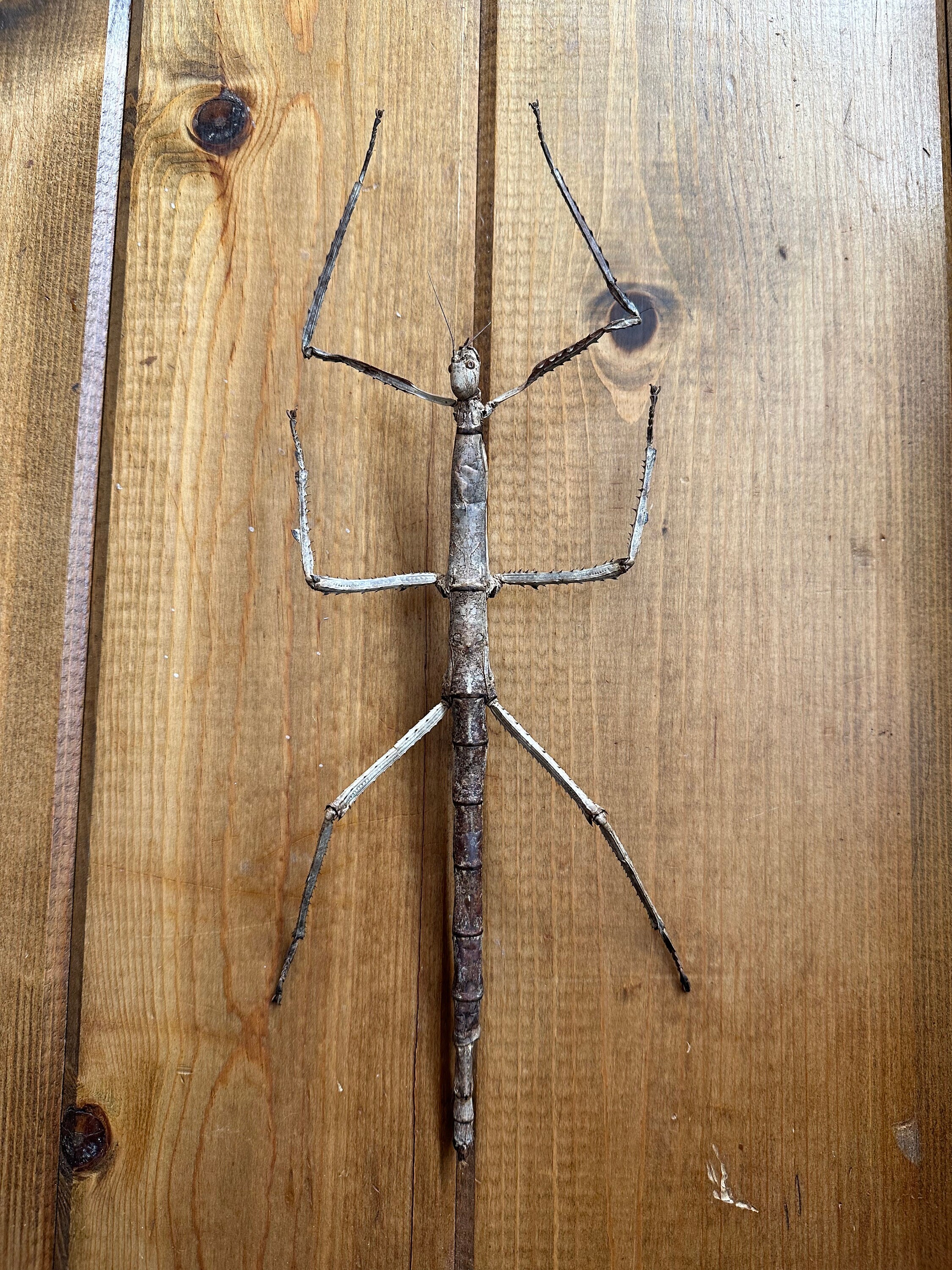 GIANT Stick Insect 'tirachoidea Westwoodi' UNSPREAD Etsy