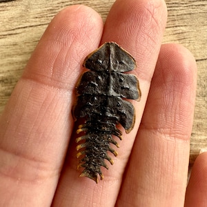 WEIRD Trilobite Beetle 'Dulticola' Female REAL