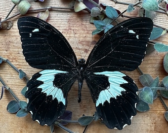 GIANT Black Swallowtail Butterfly ‘Papilio gambrisius colossus’, REAL Dried, dead, preserved, insect specimen for spreading, pinning, art