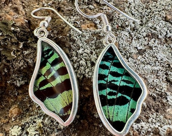 Madagascar Sunset Moth Butterfly Wing Drop Earrings in 99.5 Fine Silver