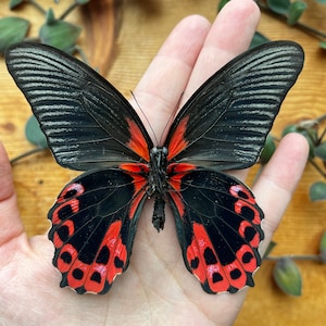 Scarlet Mormon Butterfly Papilio rumanzovia Red Swallowtail Real unspread