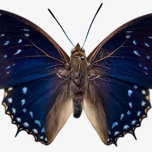 REAL Charaxes tiridates STARRY NIGHT Butterfly Blue Africa