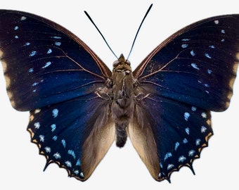 REAL Charaxes tiridates STARRY NIGHT Butterfly Blue Africa