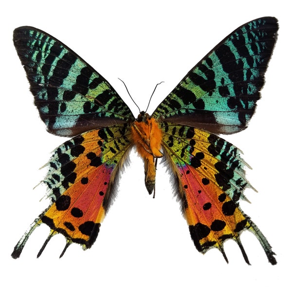 REAL Madagascar Sunset Moth, Urania ripheus WINGS SPREAD open