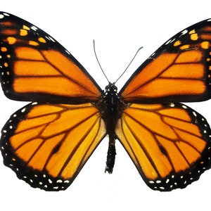 REAL Monarch Butterfly, SUSTAINABLY SOURCED! Danaus plexippus