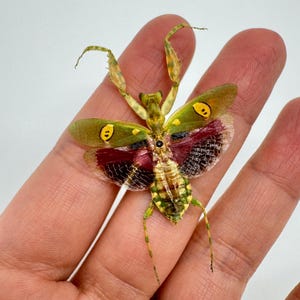 May include: A colorful praying mantis with outstretched wings, showcasing a blend of green, yellow, and burgundy hues. The insect's wings feature yellow spots, and its body displays intricate patterns. The mantis is held in an open hand.