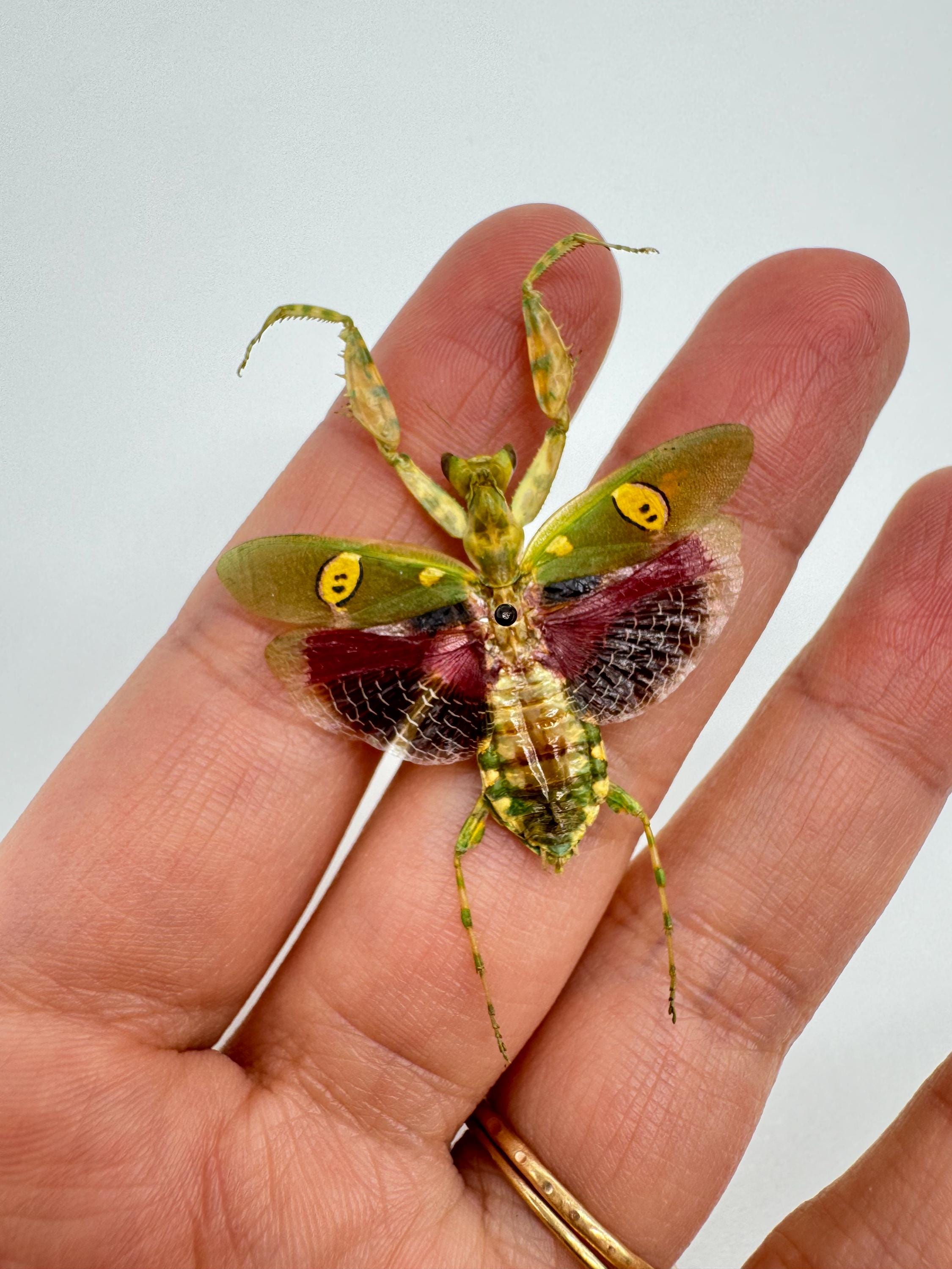 Jeweled Flower Mantis REAL Creobroter Gemmatus Wings SPREAD, Dead