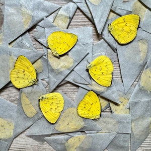 May include: Overhead shot of several yellow butterflies with black markings, resting on small, folded gray paper packets. The butterflies are a vibrant yellow, contrasting with the neutral tones of the paper and the wooden surface.