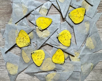 Lot of 5 REAL Yellow butterflies, Eurema hecabe, WHOLESALE