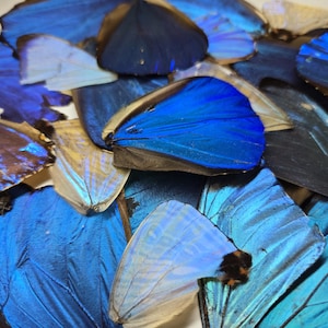 May include: A collection of iridescent blue butterfly wings layered together. The wings display various shades of vibrant electric blue, deep navy, and pale translucent white, featuring delicate vein patterns and dark edges across the surfaces.