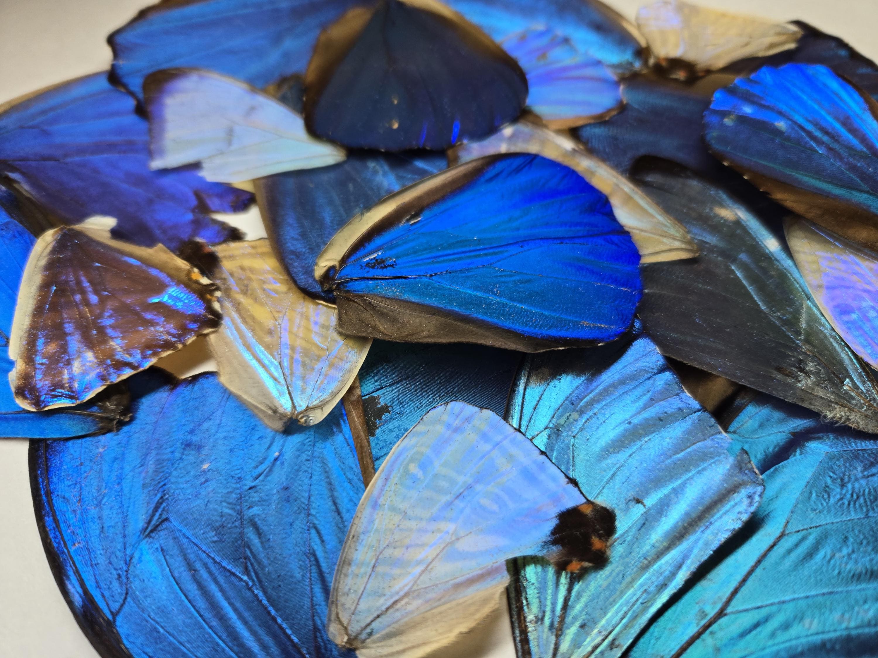 Morpho Helena - Etsy