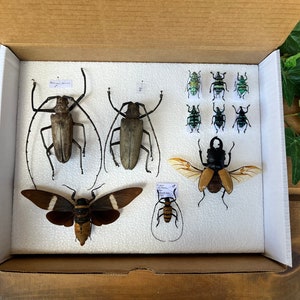 Insect Storage Box/Container, Bug Collection Drawer