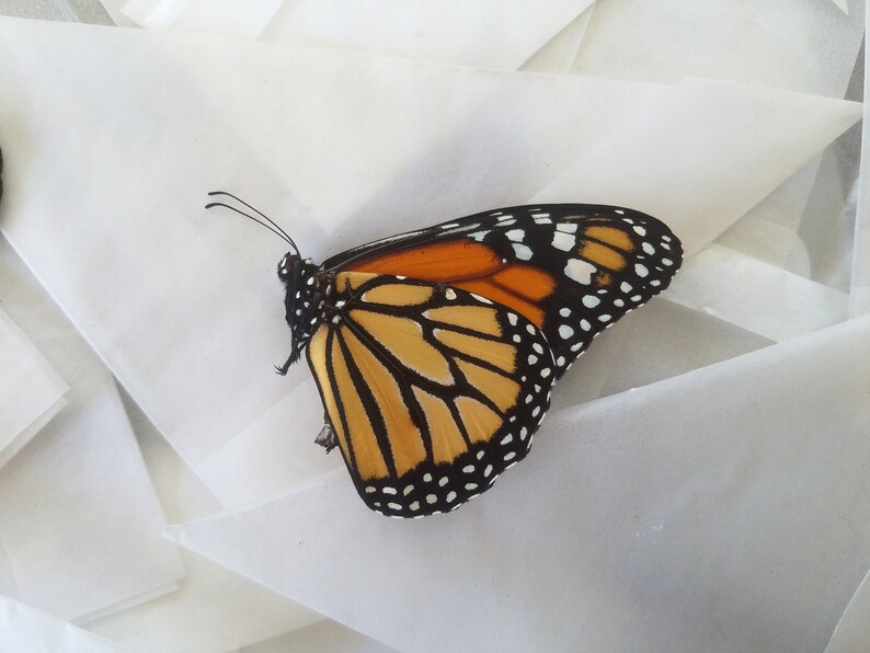 Mixed lot of REAL butterflies for artwork crafts and Etsy